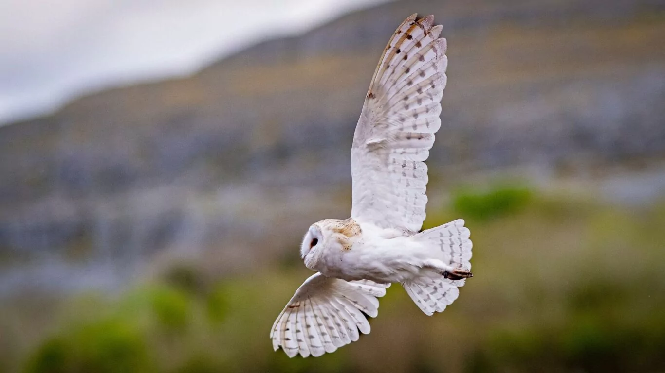 Burren Birds of Prey Centre Galway